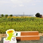ひまわりの丘公園南側のヒマワリ。今年は開花が遅れている＝１６日午前、小野市浄谷町