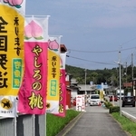 県道１７号沿いの桃街道。開店から１５分ほどで売り切れる直売所もある＝加東市上久米