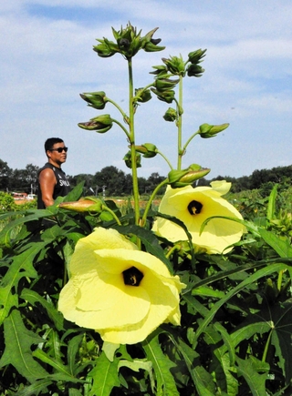 大きな黄色の花が映える花オクラ＝小野市市場町