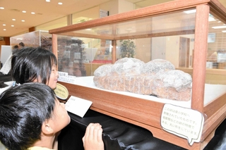 恐竜の卵の化石などが展示された会場＝加西市立図書館