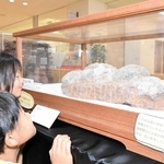 恐竜の卵の化石などが展示された会場＝加西市立図書館