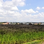 背丈の高い黒米の稲穂が色づいた田＝小野市下来住町