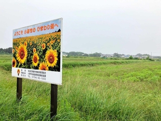 土づくりのため、今年はコスモス栽培が見送られた畑＝小野市浄谷町