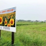 土づくりのため、今年はコスモス栽培が見送られた畑＝小野市浄谷町