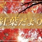 紅葉だより