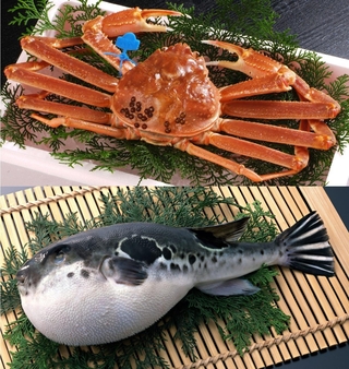 豊岡・津居山漁港産の松葉ガニ（写真上）淡路島３年とらふぐ（同下）