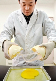 抗体作りに使われるダチョウの卵＝京都府精華町、京都府立大学精華キャンパス