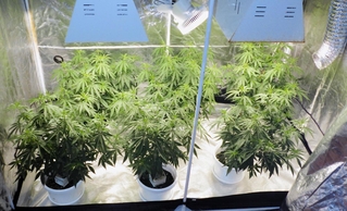 川西市内の一室で栽培されている大麻草＝兵庫県警提供
