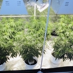 川西市内の一室で栽培されている大麻草＝兵庫県警提供
