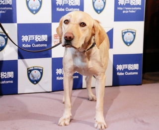 有害薬物のにおいをかぎわけたラブラドールレトリバーの麻薬探知犬「ハードル号」＝神戸市中央区新港町、神戸税関