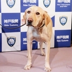 有害薬物のにおいをかぎわけたラブラドールレトリバーの麻薬探知犬「ハードル号」＝神戸市中央区新港町、神戸税関