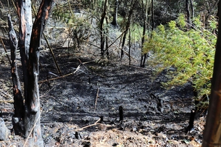 地面や木などが黒く焼け焦げた山林火災の現場＝25日午後２時５分、淡路市下河合