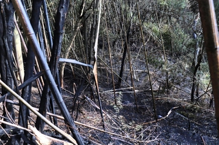 竹や地面が黒く焼け焦げた山林火災の現場＝25日午後２時４分、淡路市下河合