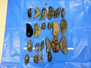 密漁されたナマコ（姫路海上保安部提供）