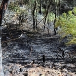 地面や木などが黒く焼け焦げた山林火災の現場＝25日午後２時５分、淡路市下河合