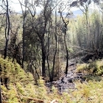 地面や竹などが黒く焼け焦げた山林火災の現場＝25日午後２時５分、淡路市下河合