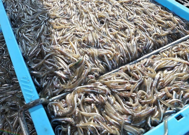近年、漁獲量の減少が目立つイカナゴのシンコ＝２０１９年３月、神戸市垂水区の垂水漁港