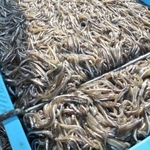 近年、漁獲量の減少が目立つイカナゴのシンコ＝２０１９年３月、神戸市垂水区の垂水漁港