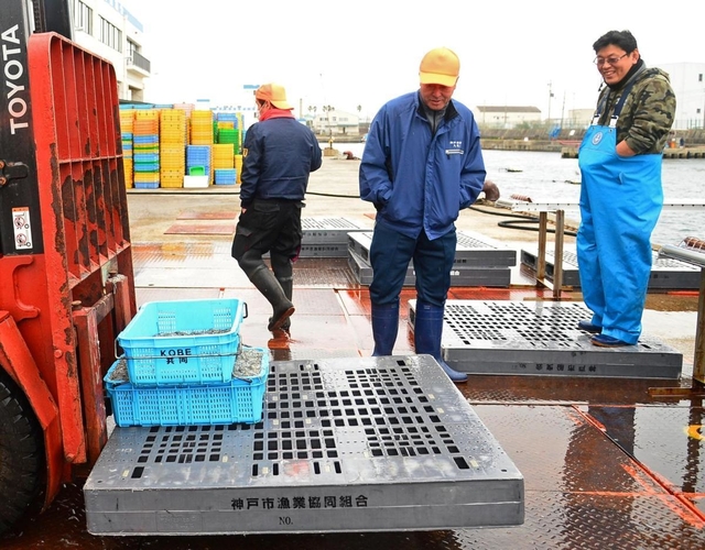 解禁初日に水揚げされたイカナゴ＝２月２９日午前、神戸市垂水区平磯３、垂水漁港