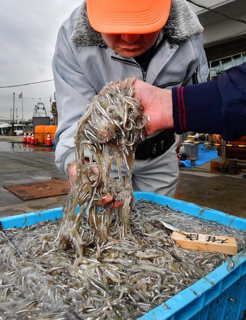 水揚げされたイカナゴの状態や、シラスの交じり具合などを見る漁協関係者＝２月２９日、神戸市垂水区平磯３、垂水漁港（撮影・秋山亮太）