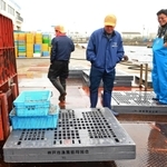 解禁初日に水揚げされたイカナゴ＝２月２９日午前、神戸市垂水区平磯３、垂水漁港
