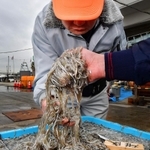 水揚げされたイカナゴの状態や、シラスの交じり具合などを見る漁協関係者＝２月２９日、神戸市垂水区平磯３、垂水漁港（撮影・秋山亮太）