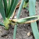 腐敗病で根元から葉が折れたタマネギ（中央）（兵庫県病害虫防除所提供）