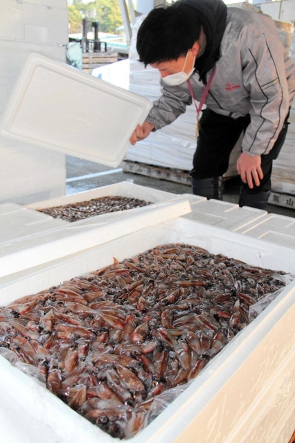 ホタルイカの競り場で品質を確認する仲買人＝兵庫県香美町香住区沖浦、柴山港