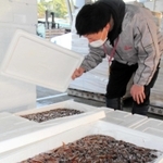 ホタルイカの競り場で品質を確認する仲買人＝兵庫県香美町香住区沖浦、柴山港