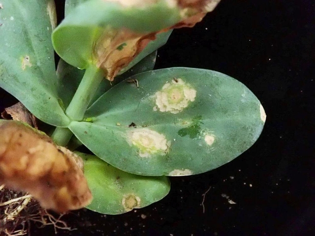 アイリス黄斑ウイルスに感染したトルコギキョウの葉（兵庫県病害虫防除所提供）