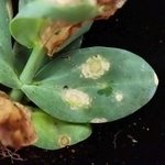 アイリス黄斑ウイルスに感染したトルコギキョウの葉（兵庫県病害虫防除所提供）