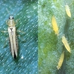 アイリス黄斑ウイルスを媒介するネギアザミウマの成虫（左）と幼虫（右）（兵庫県病害虫防除所提供）