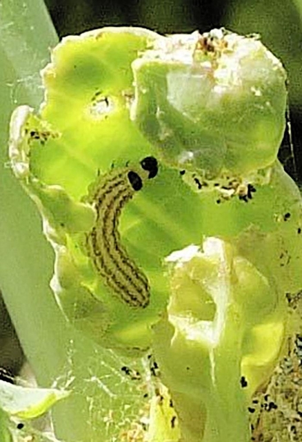 キャベツの新芽を食べる体長約１センチのハイマダラノメイガの幼虫（兵庫県病害虫防除所提供）