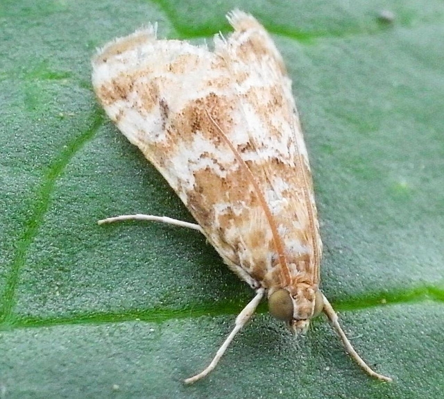 体長約１センチのハイマダラノメイガの成虫（兵庫県病害虫防除所提供）