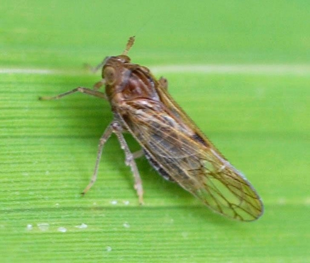 ひょうご経済 経済 イネ枯らす害虫トビイロウンカ多発 県内に注意報