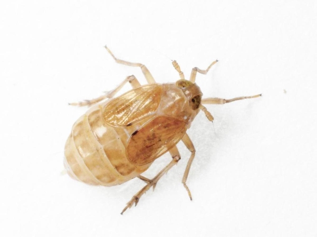 ひょうご経済 経済 イネ枯らす害虫トビイロウンカ多発 県内に注意報