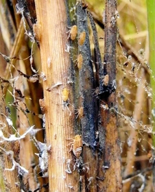 ひょうご経済 Next 経済 イネ枯らす害虫トビイロウンカ多発 県内に注意報