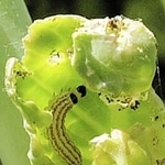 キャベツの新芽を食べる体長約１センチのハイマダラノメイガの幼虫（兵庫県病害虫防除所提供）