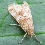 体長約１センチのハイマダラノメイガの成虫（兵庫県病害虫防除所提供）