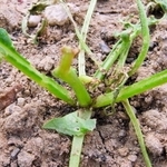 ハイマダラノメイガに食害され葉がほとんどないダイコン（兵庫県病害虫防除所提供）