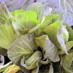ハイマダラノメイガに食害され、丸まらなかったキャベツ（兵庫県病害虫防除所提供）