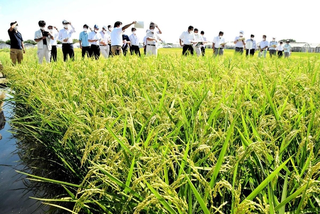 高温に耐える主食用の新品種を開発中の水田を視察するＪＡ関係者ら＝加西市別府町、県立農林水産技術総合センター