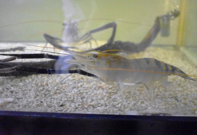 屋内完全養殖に成功したオニテナガエビ