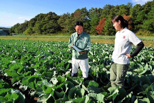 イオンアグリ創造の三木里脇農場で、研修中のＪＡ兵庫六甲の拜郷隆志さん（左）。同社の新井正枝さんとキャベツの生育状況を確認する＝三木市口吉川町里脇