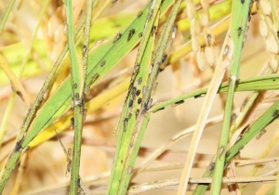 ひょうご経済 Next 経済 イネ枯らす害虫 トビイロウンカ が猛威振るう 田６割で被害の地域も 兵庫県