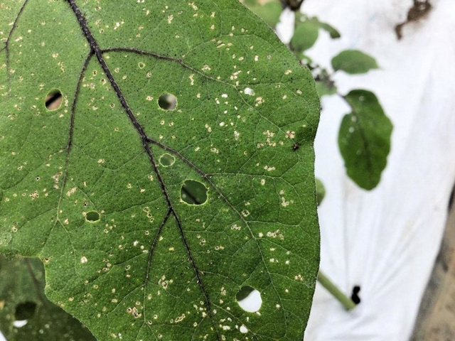 ひょうご経済 経済 ナスやトマトの葉食べる害虫 タバコノミハムシ 初確認 兵庫県 アメリカ原産