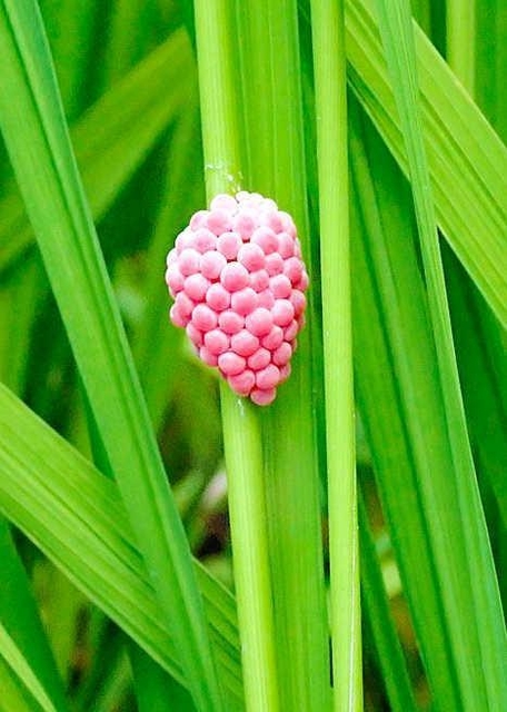 イネに産み付けられたスクミリンゴガイの卵塊（同防除所提供）