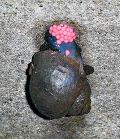 産卵するスクミリンゴガイ（ジャンボタニシ）（兵庫県病害虫防除所提供）