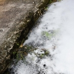 高温の泡で覆われた雑草。直後はしなびているが、数日で茶色く枯れる＝加西市常吉町、小泉製麻加西物流センター