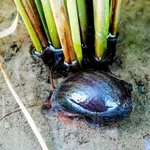 イネの根元で動くスクミリンゴガイ（ジャンボタニシ）＝兵庫県病害虫防除所提供